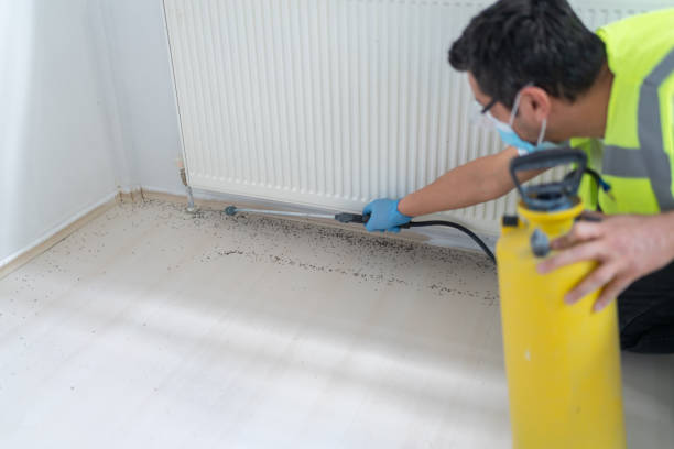 Best Ant Control Services  in Wausau, WI